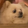 Funny Animals 3 27