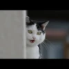 Gatinhuuuuus 28