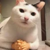 Funny Animals 3 29
