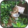 DogS 30