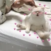 Kawaii_Kawaii 30