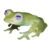 frogs 28