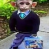Monkeys 6