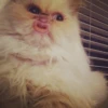 Funny Animals 5