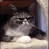 GuGuli face 7