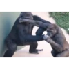 Monkeys 8
