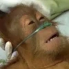 Monkeys 10