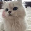 GuGuli face 9