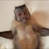 Monkeys 12