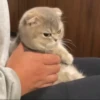 Funny cats 5