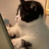 Funny cats 7