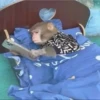 Monkeys 14