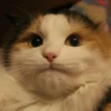 Funny Animals 7