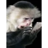 Monkeys 15