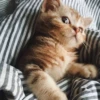 Funny Animals 8