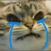 Funny cats 8