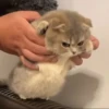 Funny cats 9