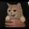 Funny cats 10
