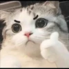 Funny cats 11