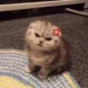 Funny cats 12