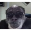 Monkeys 17