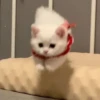 Funny cats 13