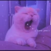 Funny cats 14
