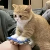 Funny cats 15