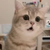 Funny cats 16