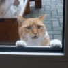 GuGuli face 14