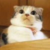 Funny Animals 10