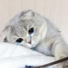 Funny Animals 12