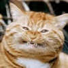 Funny Animals 13