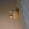 Funny Animals 15