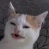 Funny Animals 18