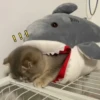 Funny cats 17