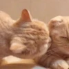 Funny cats 18