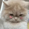 GuGuli face 17