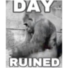 Monkeys 19