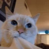 GuGuli face 18