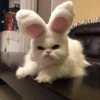 Funny cats 19