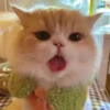 Funny cats 20