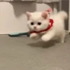 Funny cats 21