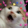 Funny cats 22