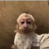 Monkeys 21