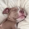 Funny Animals 20