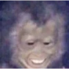 Monkeys 22