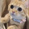 GuGuli face 20