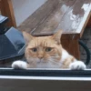 GuGuli face 22