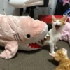 Funny cats 23